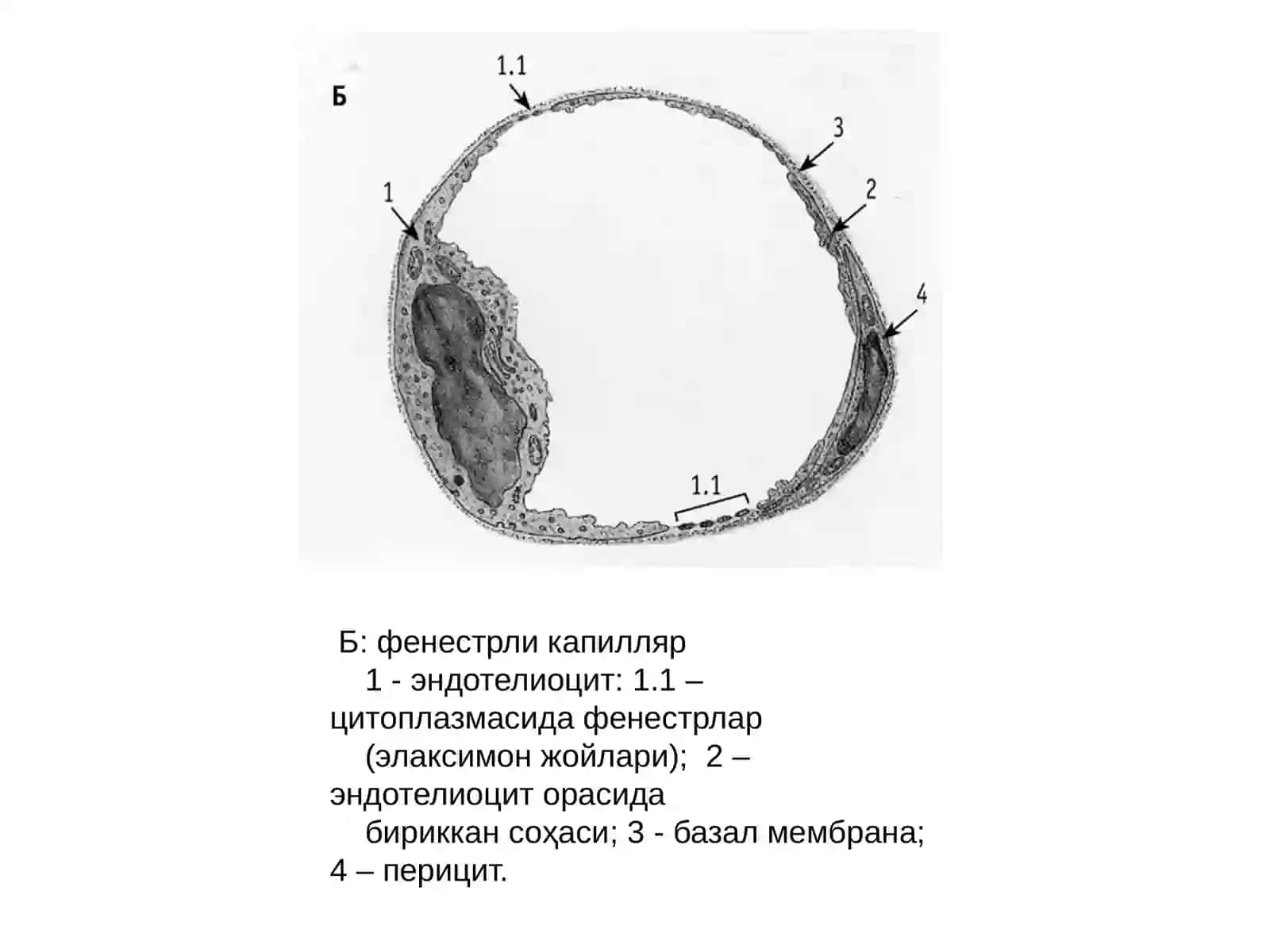 Каттатомиринингэндотелийси 3