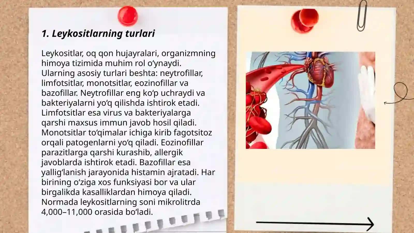 Leykositlar koʻrinishi 3