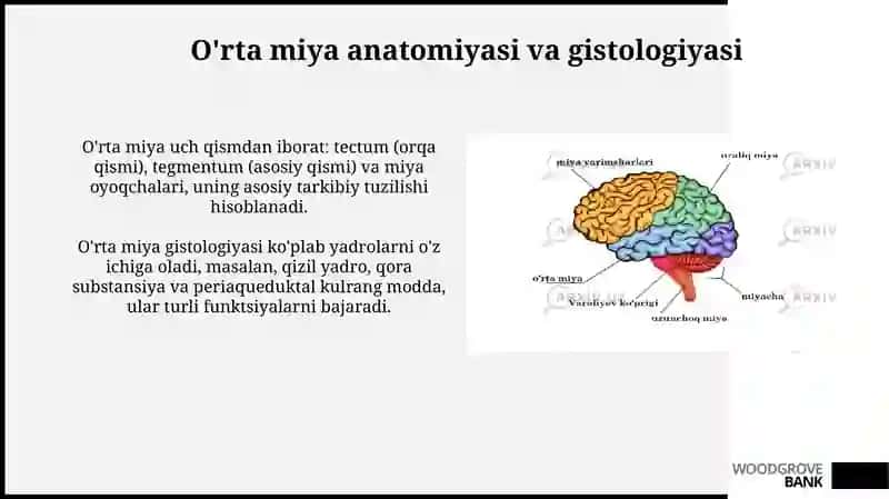 Oraliq miya anatomiyasi, gistologiyasi, fiziologiyasi 3
