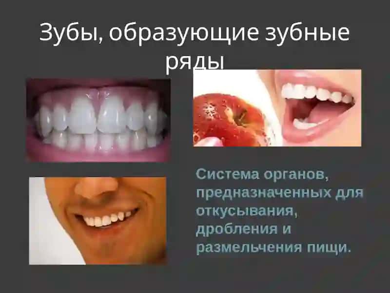 Ортопедическая стоматология 3