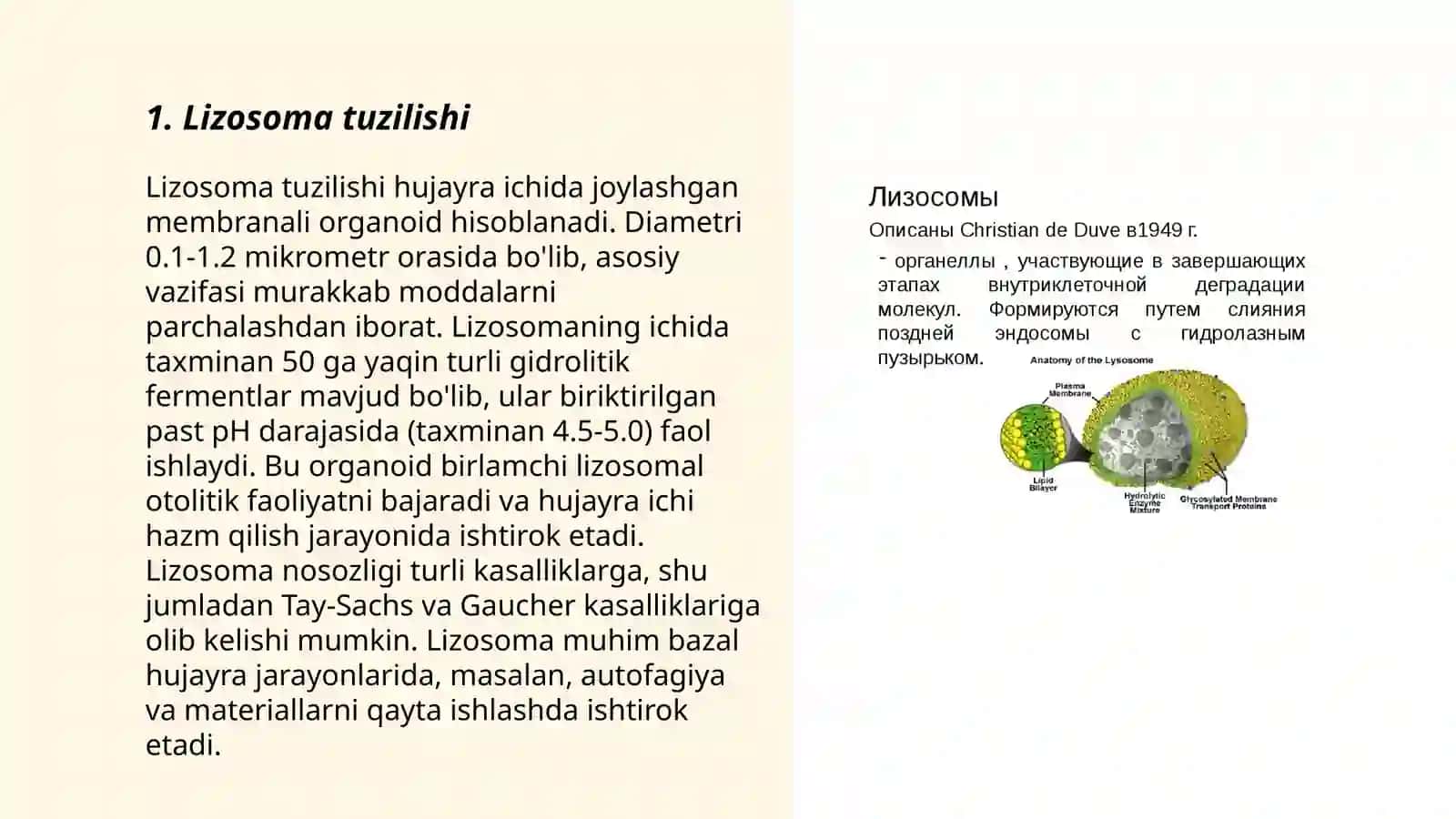 Lizosoma 3
