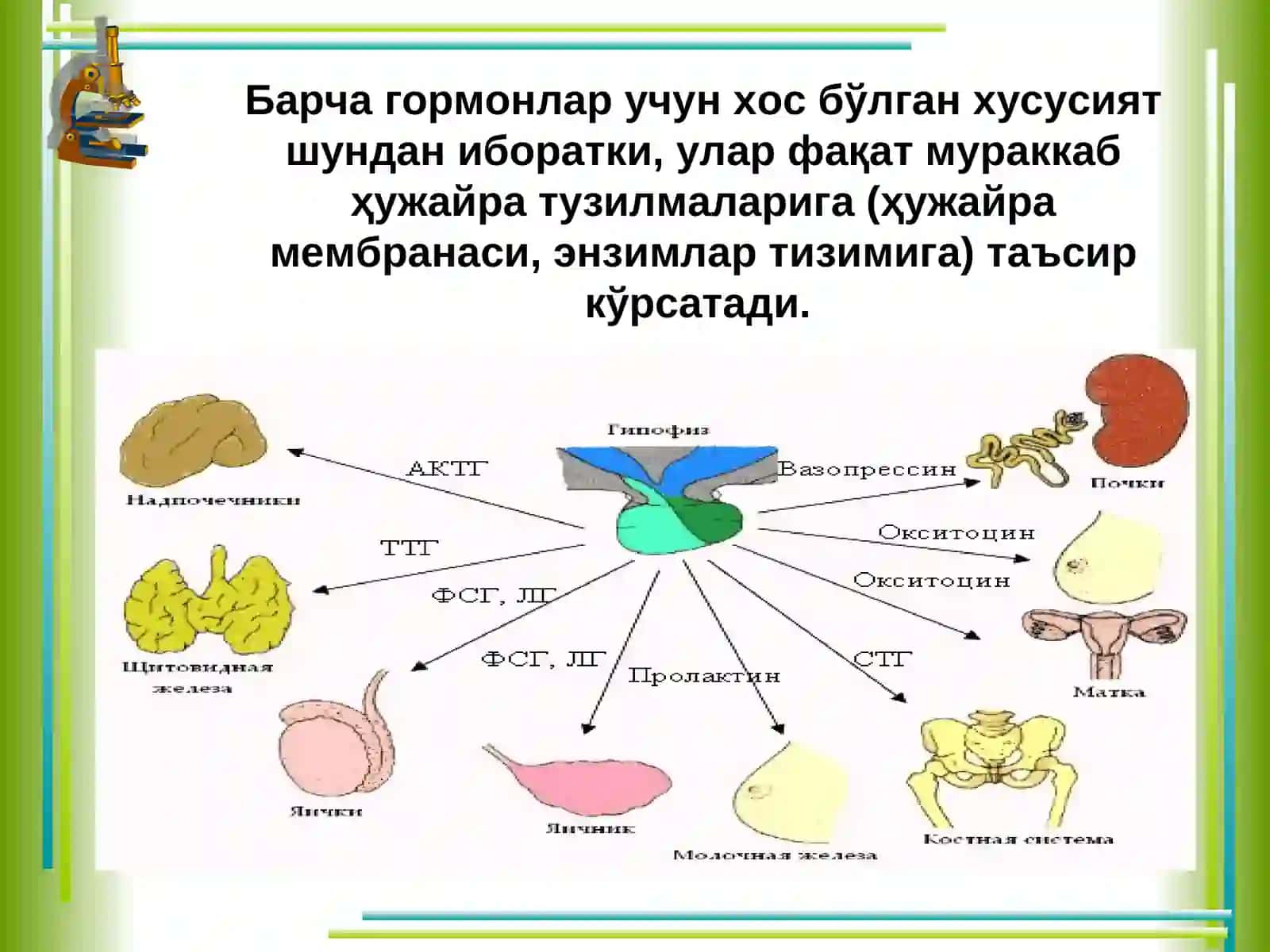 Эндокрин тизимфизиологияси 3