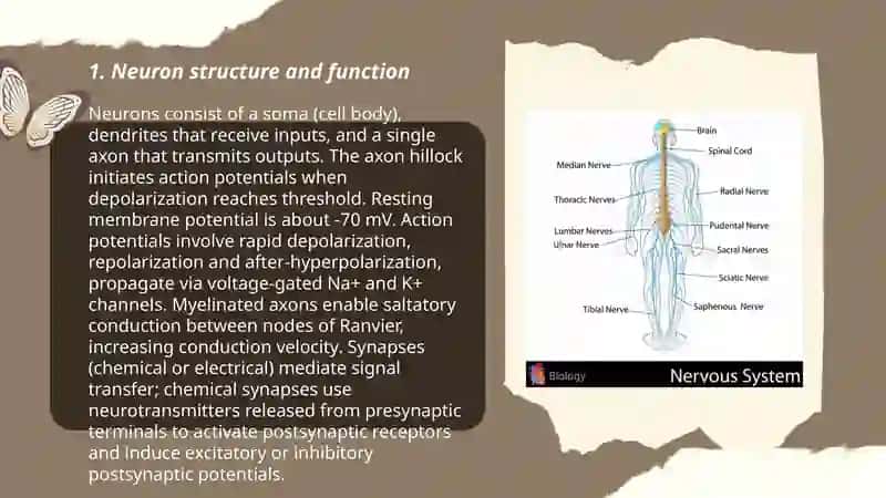 Plan: 1. Neuron structure and function 2. Glial cells and neuroglia 3. Central nervous system anatomy (brain and spinal cord) 3