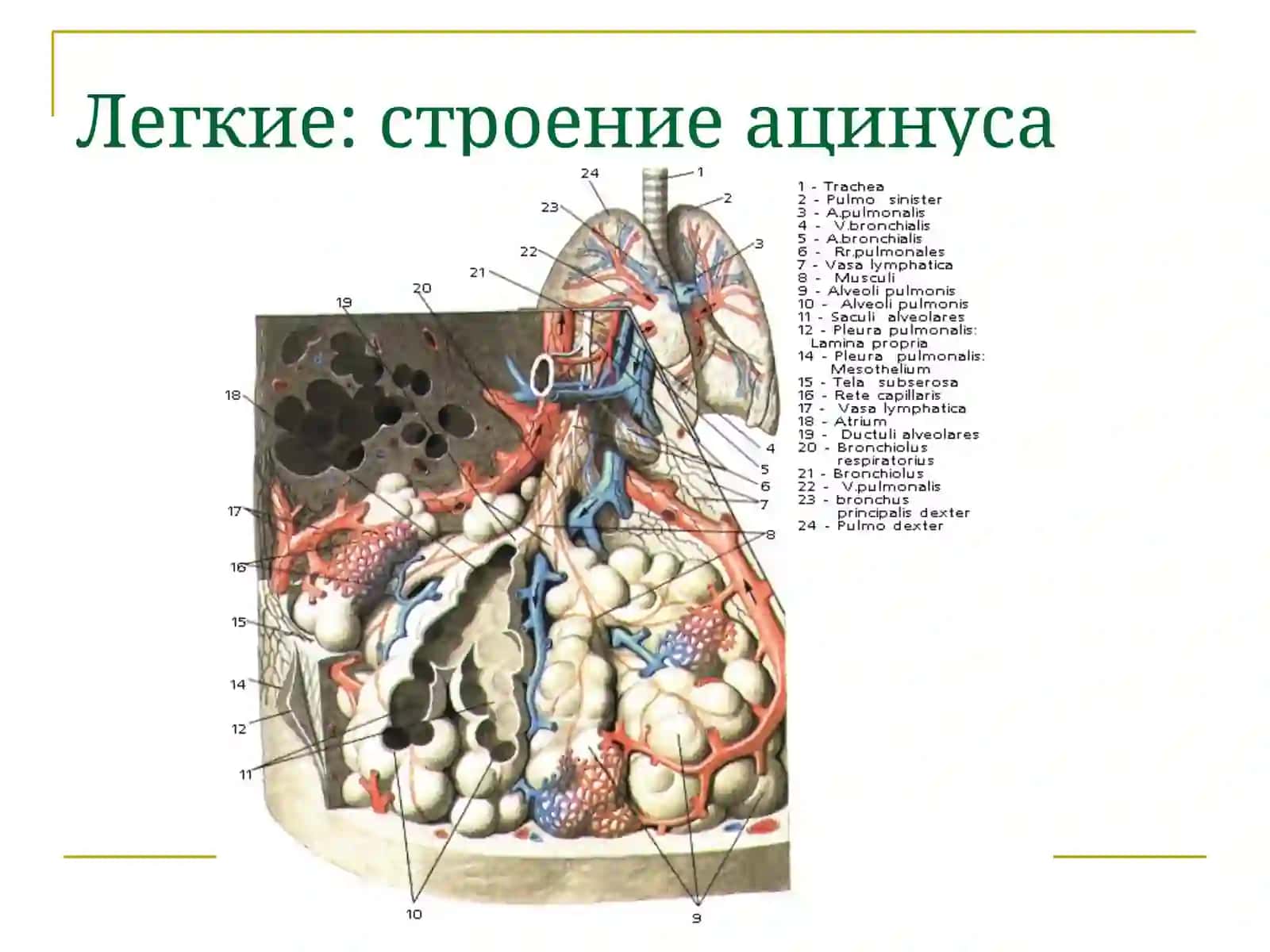 Острые заболевания органов дыхания 3