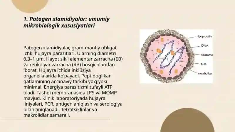 Patogen xlamidiyalar qoʻzgʻatuvchi kasalliklar 3
