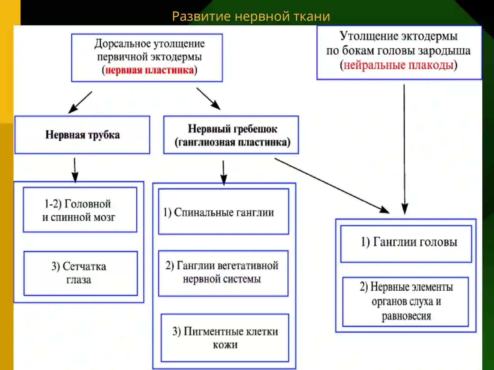 НЕРВНАЯ ТКАНИ 3