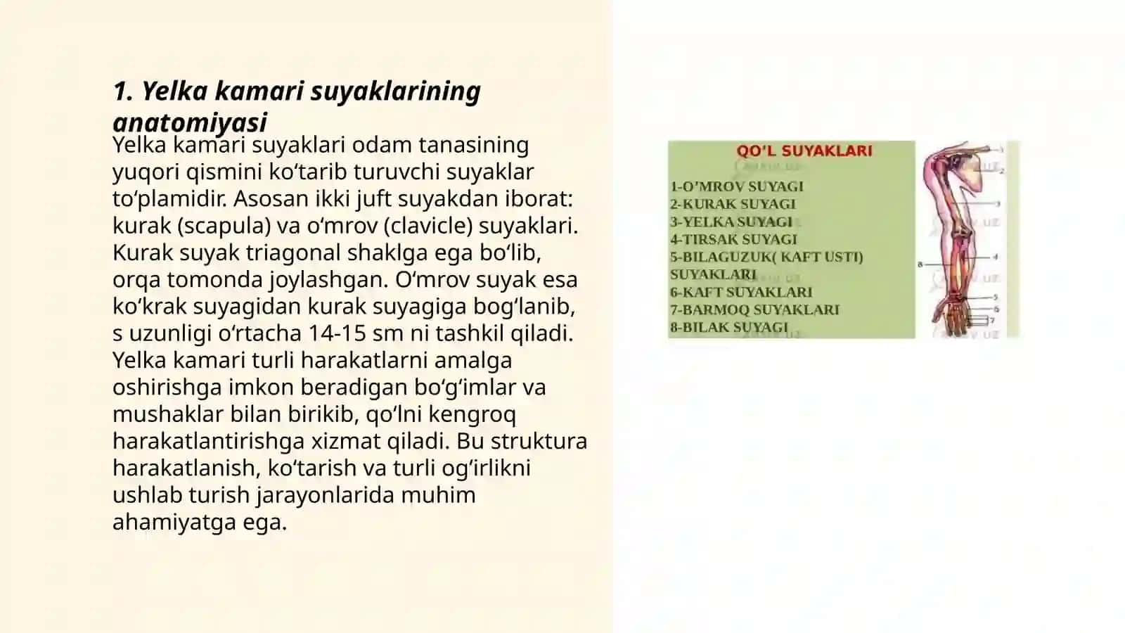 Yelka kamari suyaklari 3