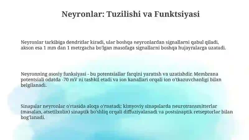 Neyron. Orqa miya tuzilishi 3