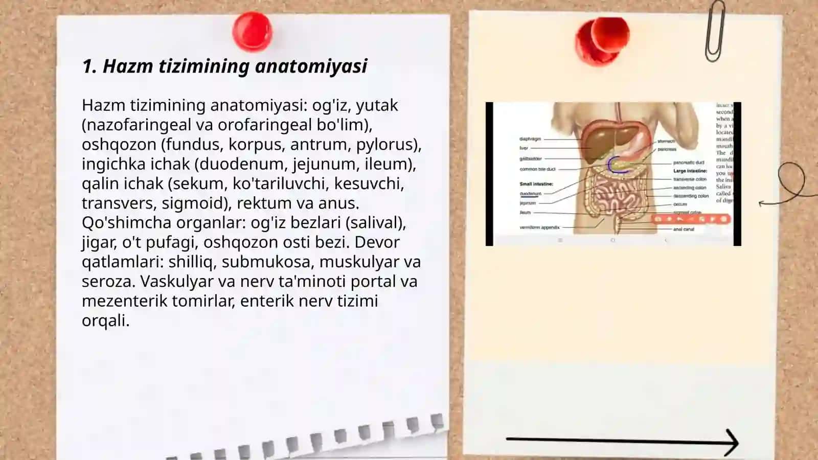 Hazm tizimining anatomiyasi 3