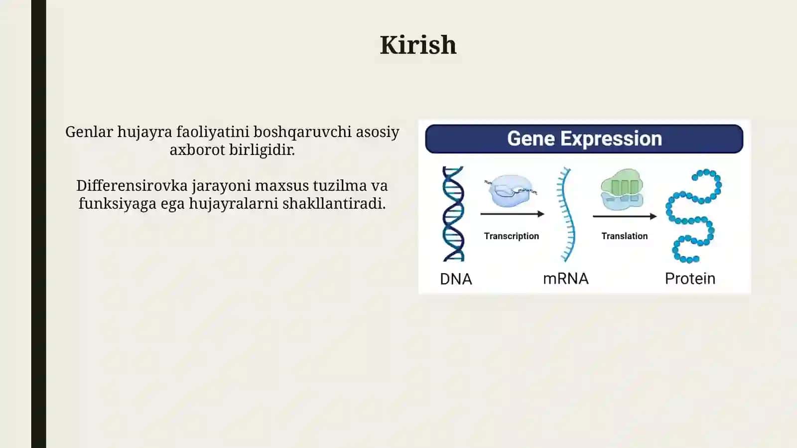 Genlar ta’sirining boshqarilishi, hujayra differensirovkasi 3