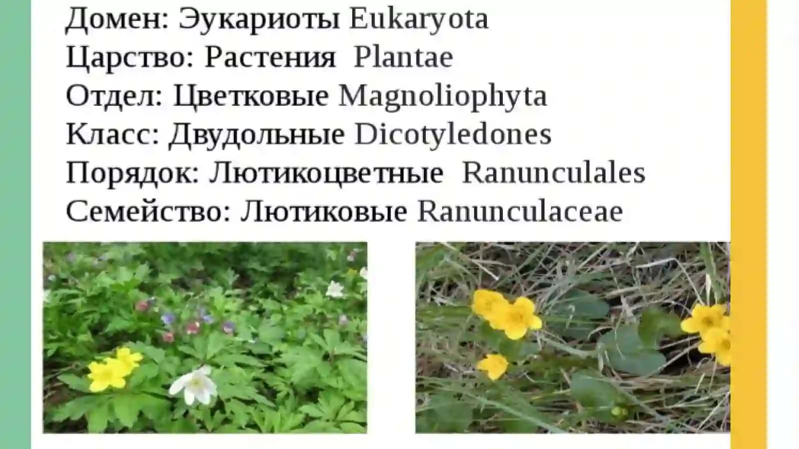Семейство Лютиковые 3