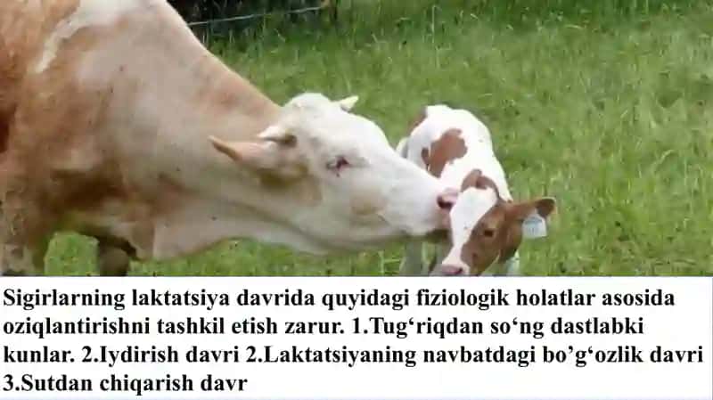 Yirik shoxli hayvonlarni oziqlantirish 3