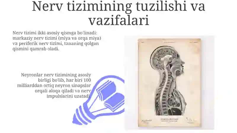 Nerv tizimi.Boshmiya,orqa miya 3