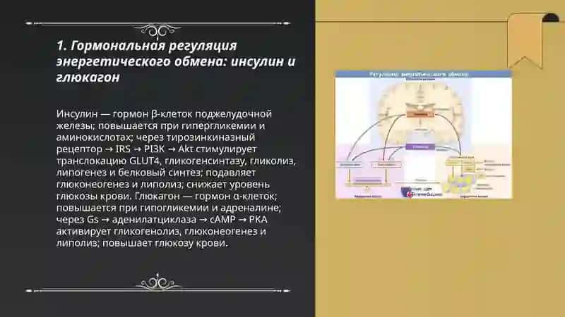 Регуляция энергетического обмена 3