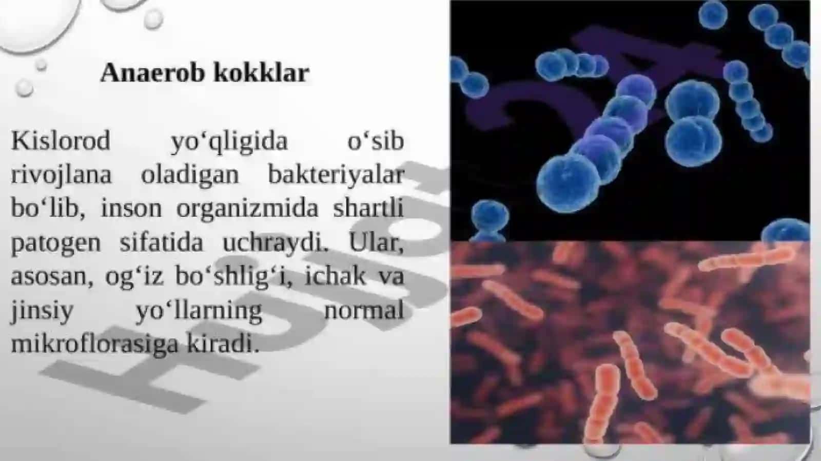 Shartli Patogen Anaerob Koklar 3