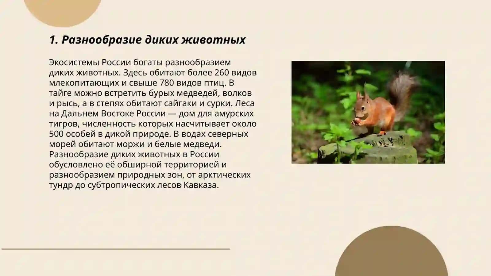 Дикие животные 3