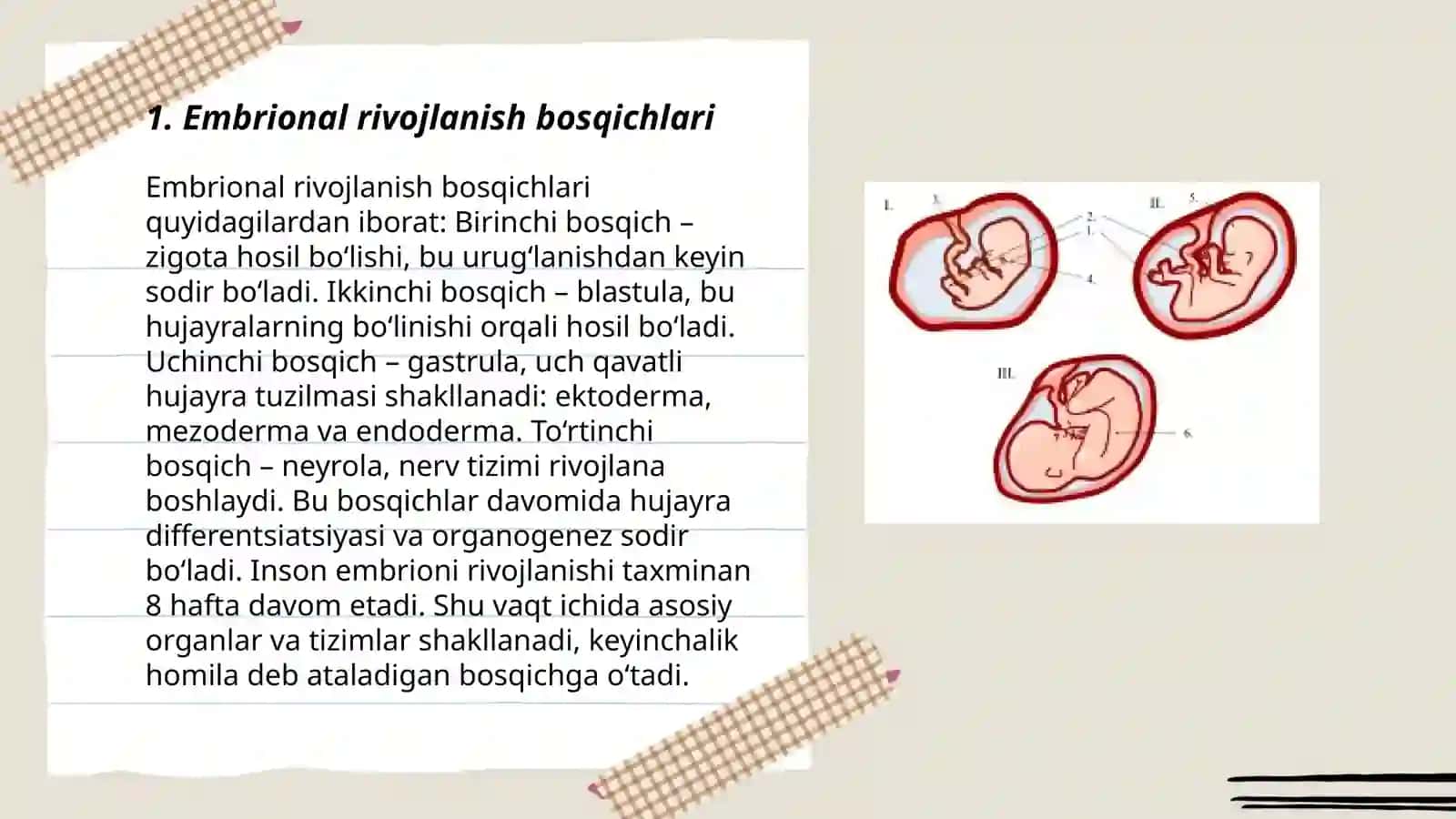 Embrional rivojlanish 3