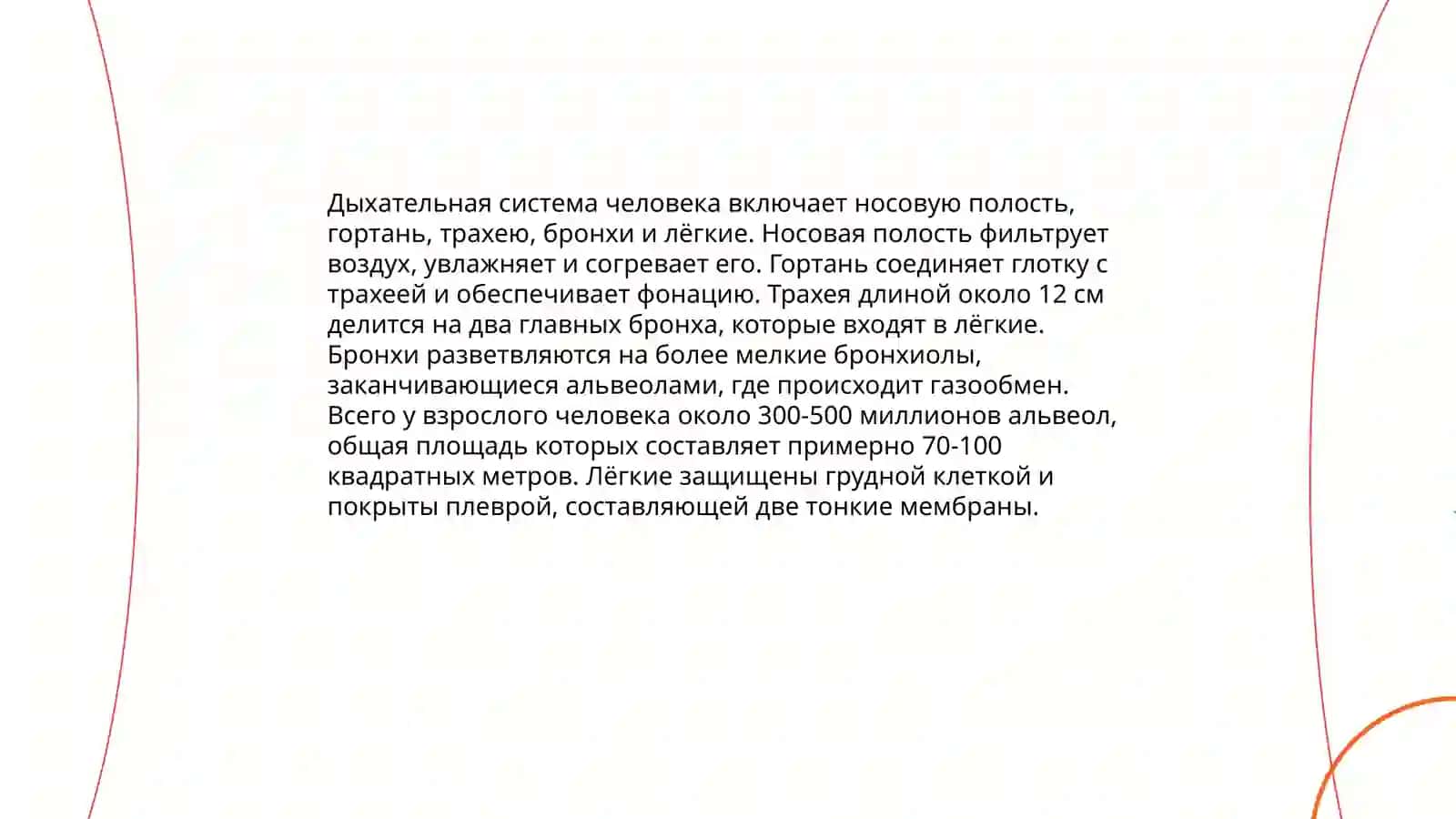 Дыхательная система человека 3