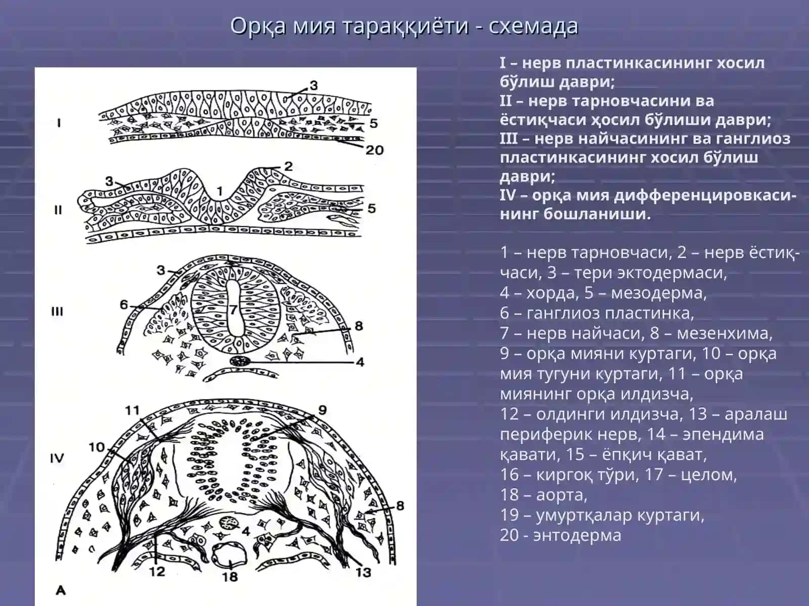 НЕРВ ТИЗИМИ СЕЗУВ АЪЗОЛАРИ 3