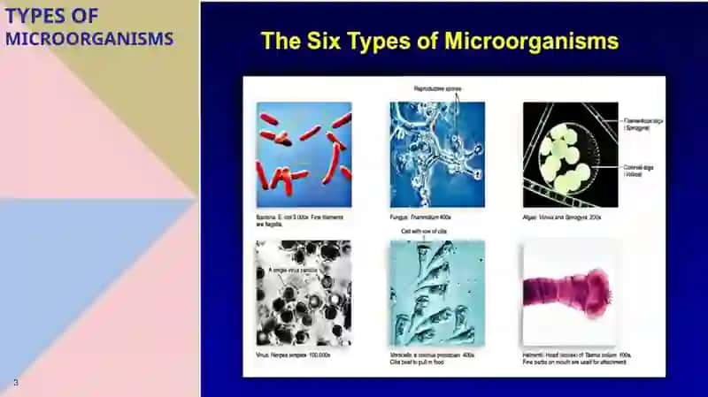 Microorganisms and Microbiology 3