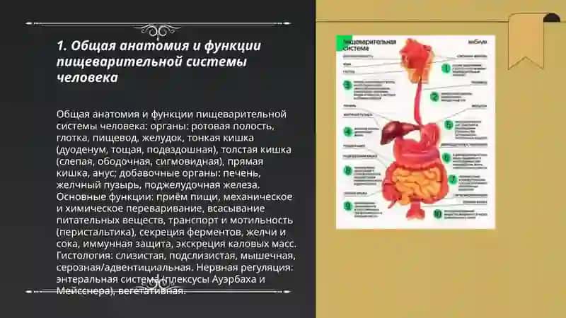 Пищеварительная система человека 3
