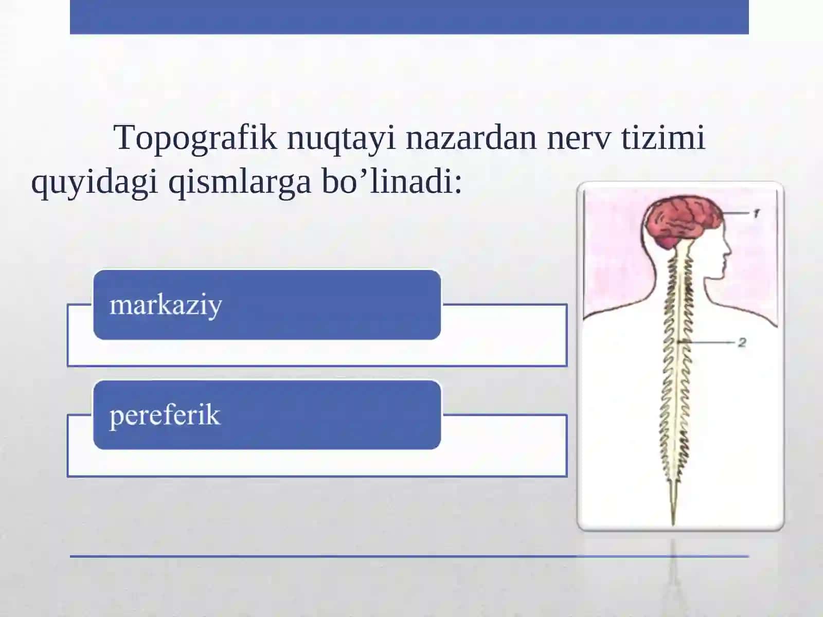 Neyronlar 3