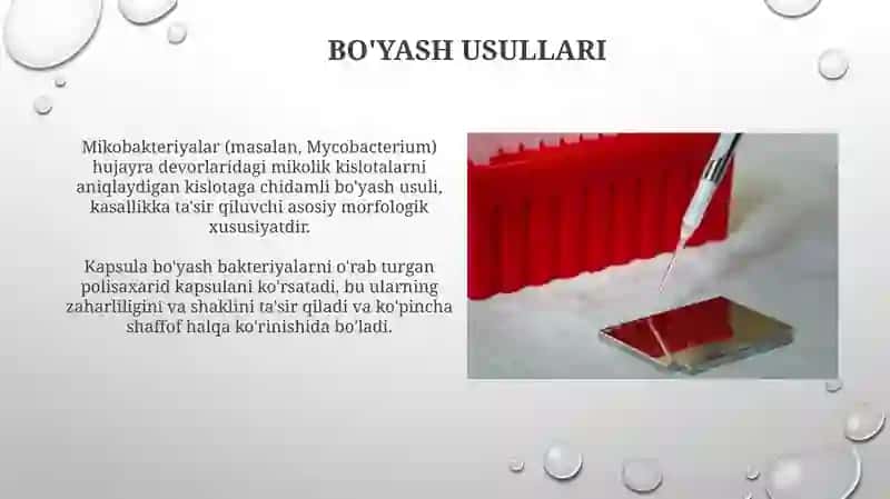 Bakteriyalar morfologiyasi 3