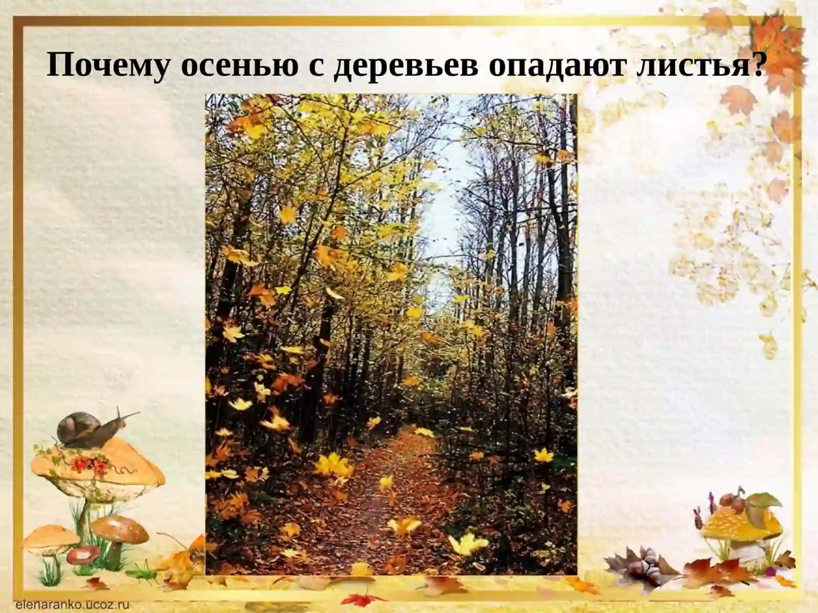 Осенние деревья 3