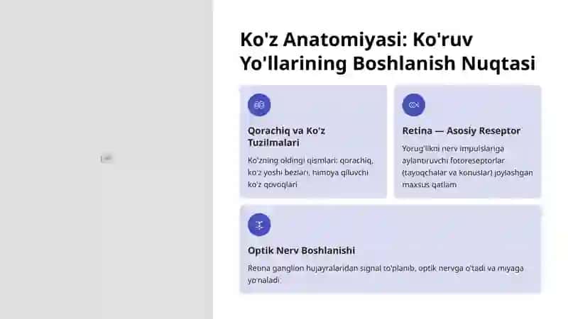 Ko'ruv Yo'llari Anatomiyasi: Tuzilishi va Funksiyalari 3