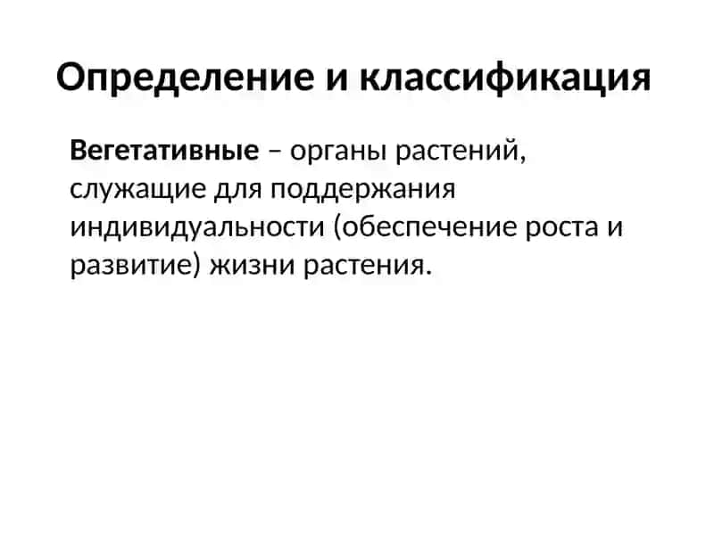 Вегетативные органы растений 3