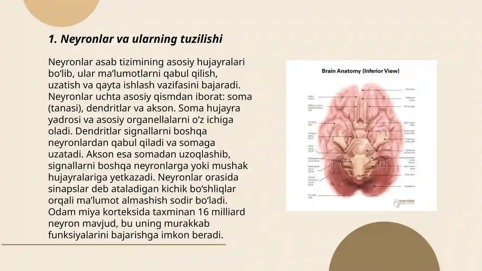 O'rta miya fiziologiyasi 3