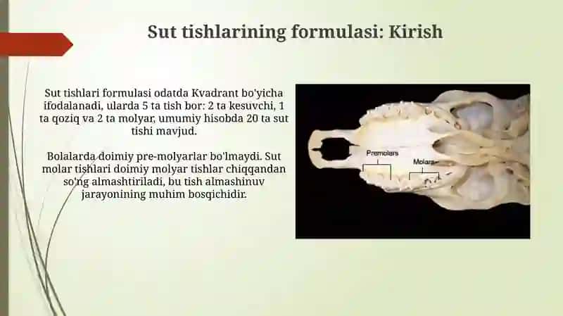 Sut va doimiy tishlarning formulalari 3