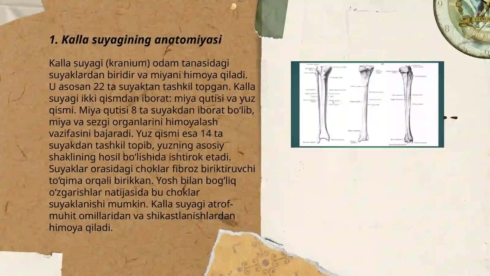 Kalla suyagi tuzilishi 3