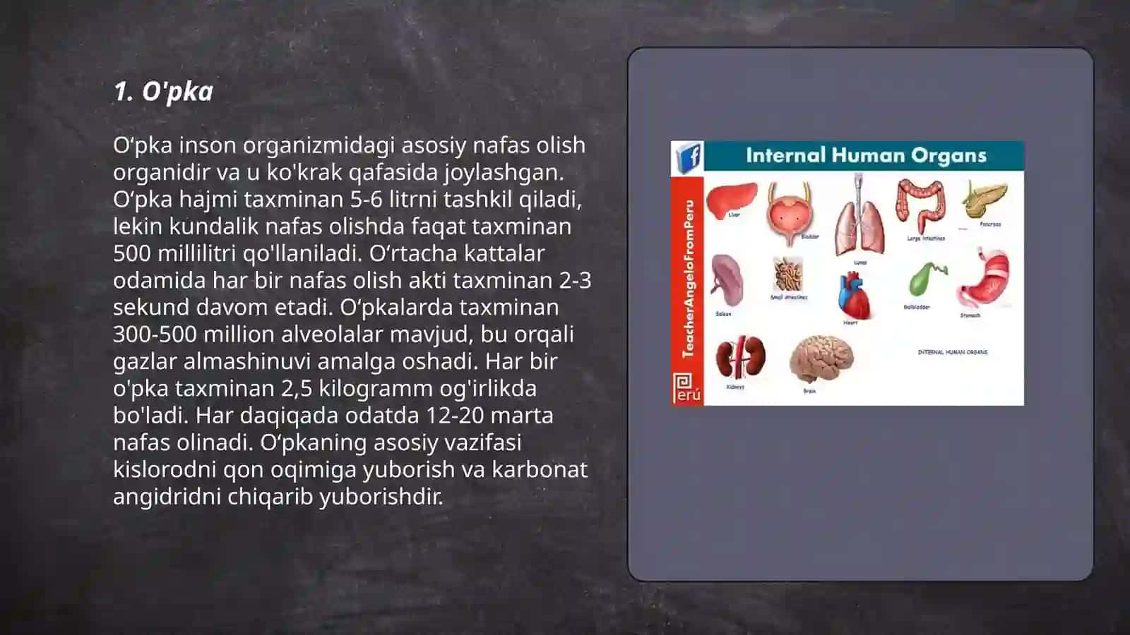 Ichki organlar. Speonxologiya 3