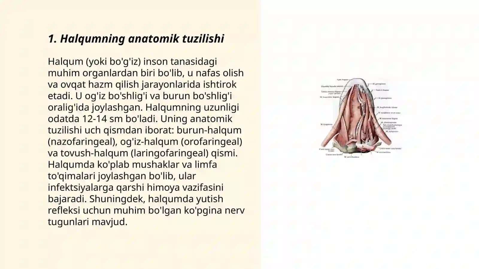 Halqum Anatomiyasi 3