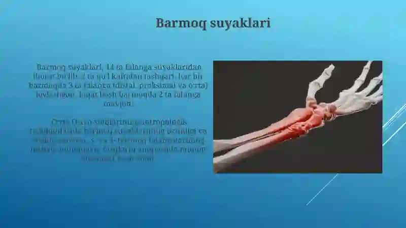 Barmoq suyaklari 3