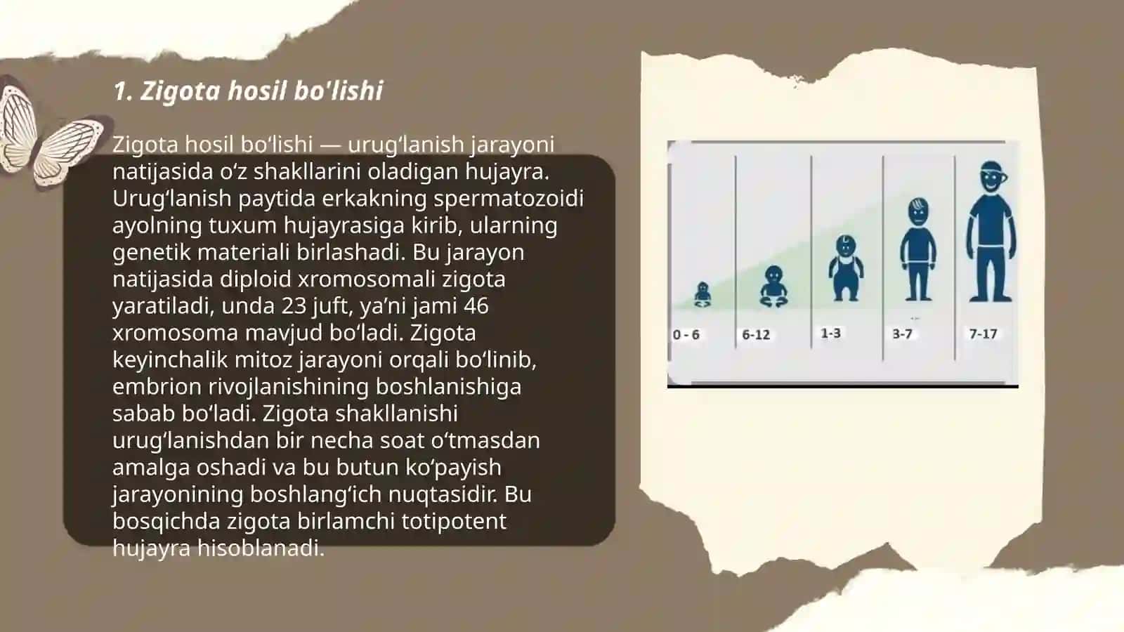 Ontogenezning ilk bosqichlari 3