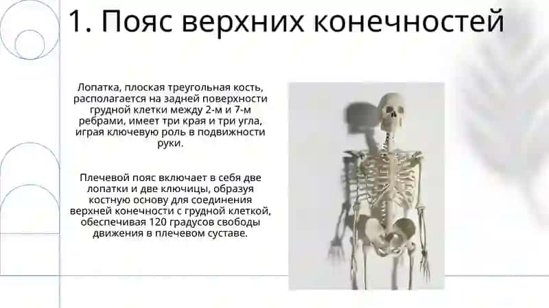 Строение скелета человека 3
