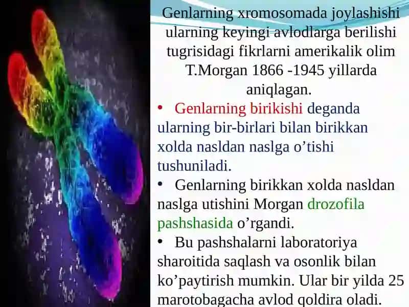 Irsiyatning xromosoma nazariyasi.Jins–irsiybelgi 3