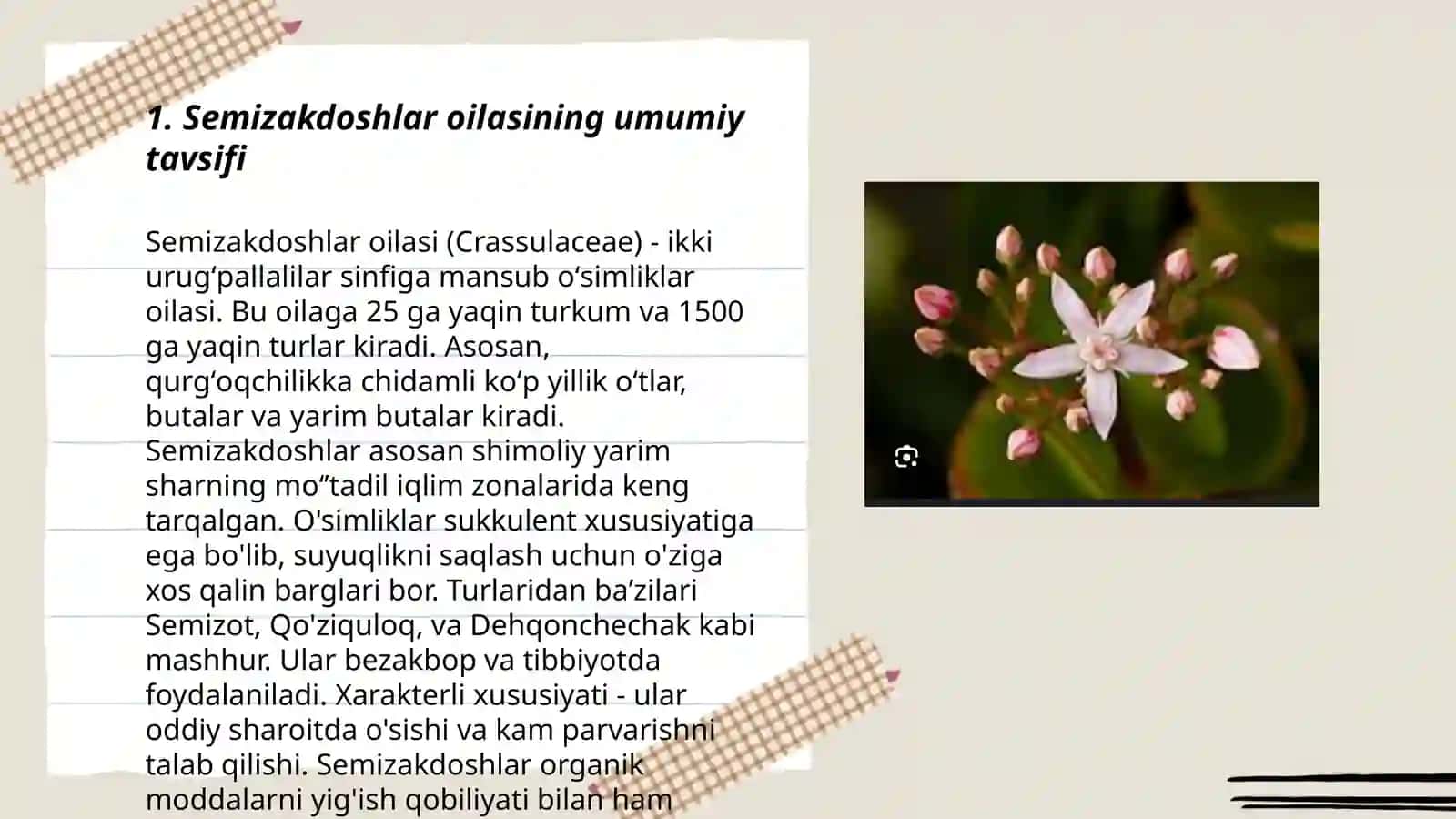 Semizakdoshlar oilasi (CRASSULACEAF) 3