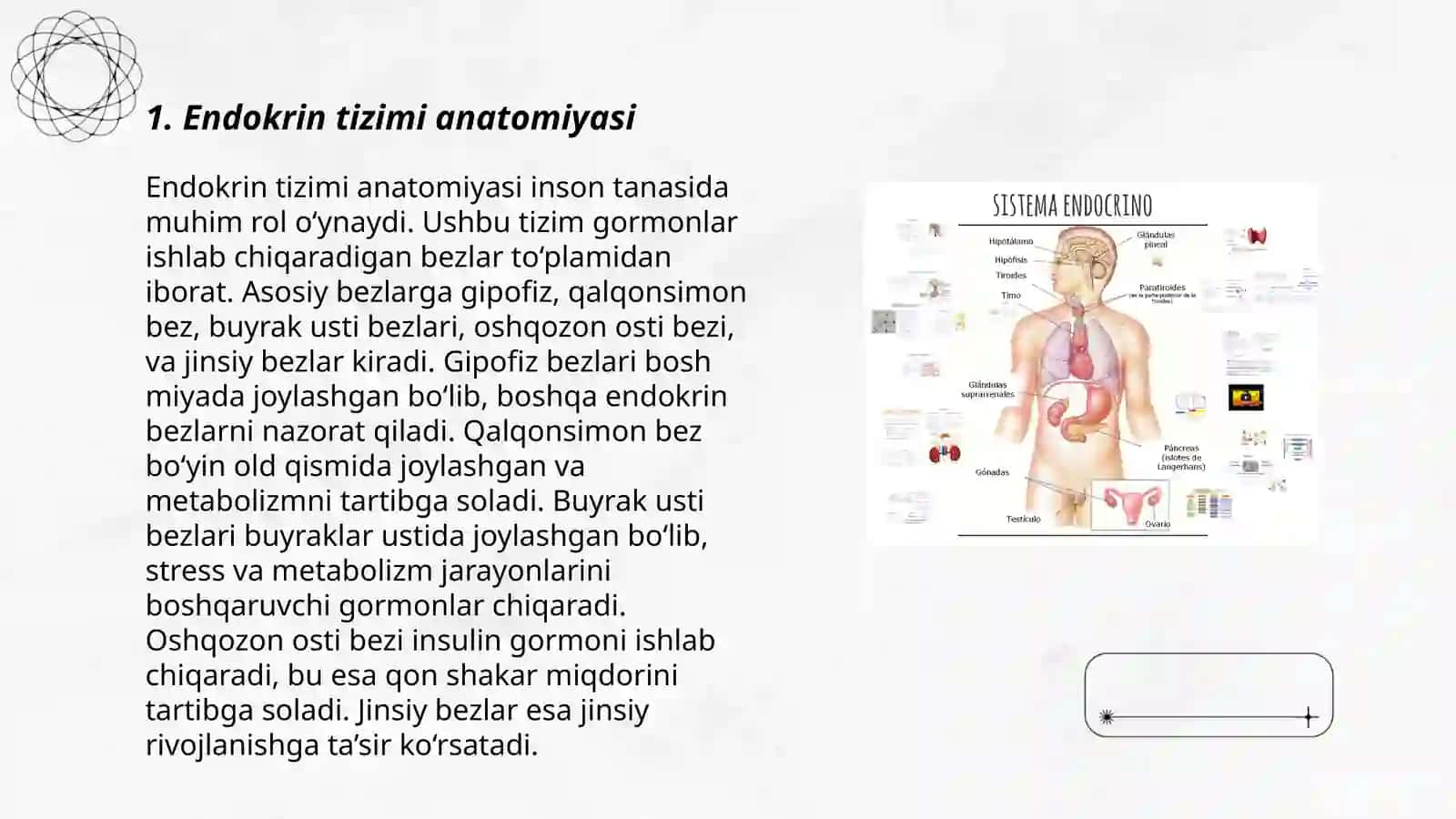 Endokrin sistema 3