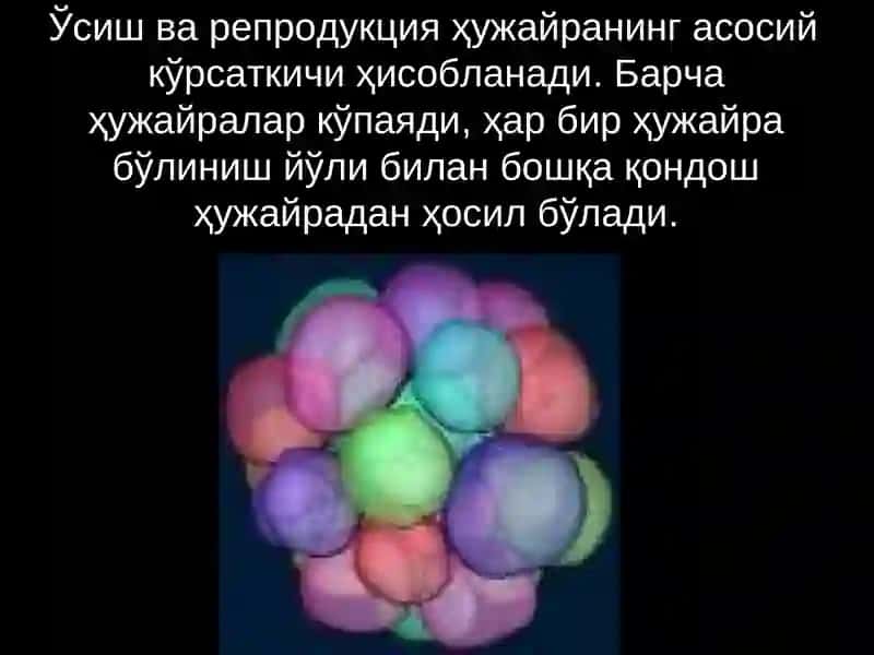 Митоз 3
