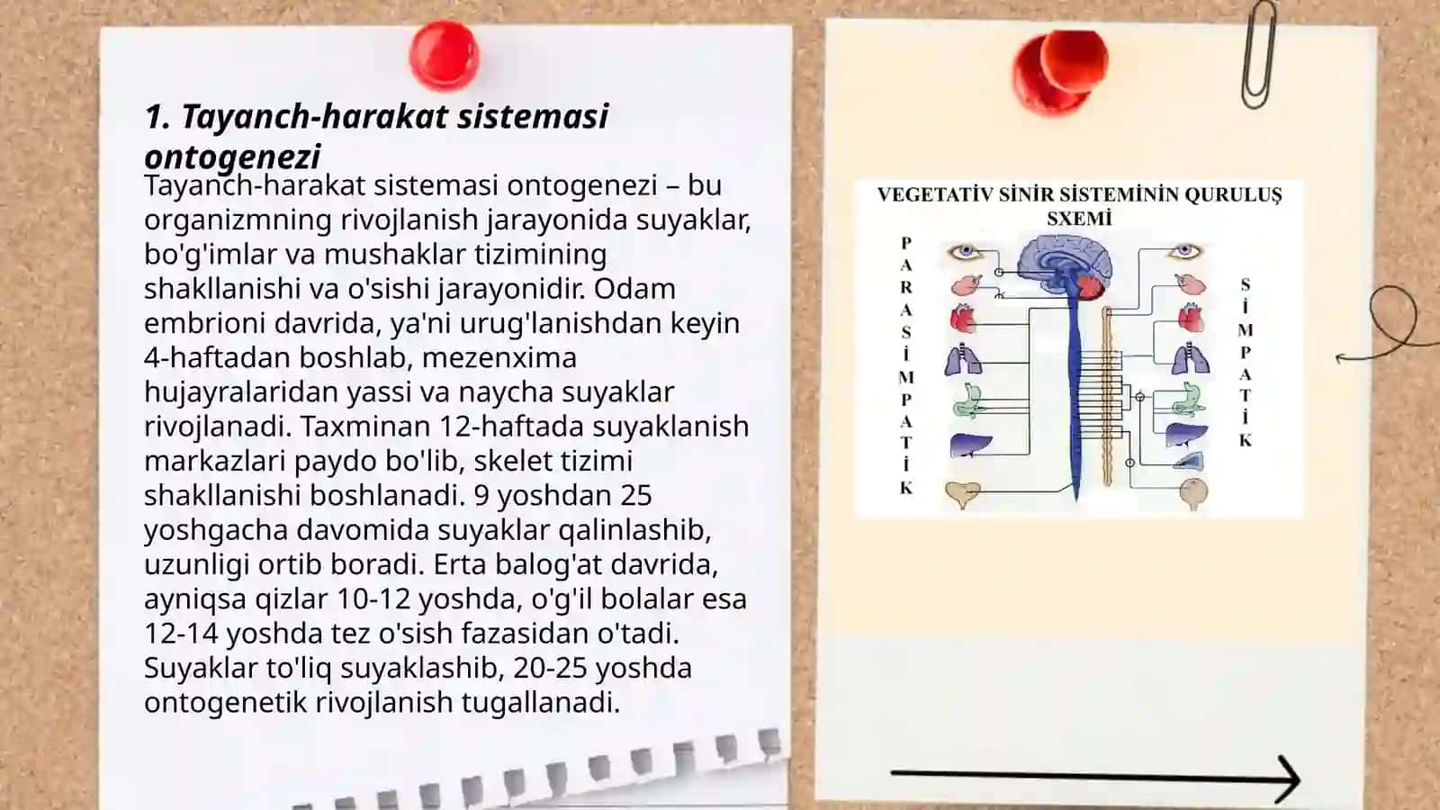 Tayanch-harakat sistemasi ontogenezi 3