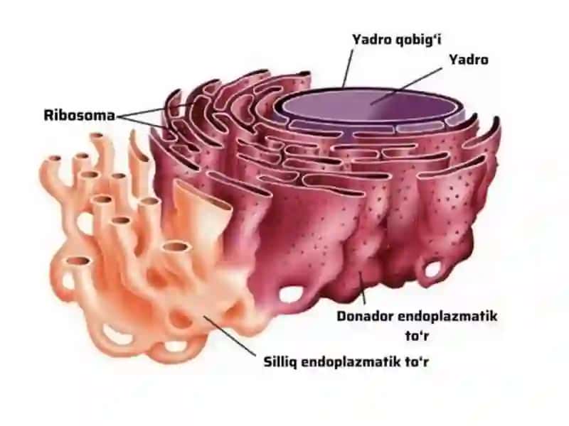 HUJAYRA ORGANOIDLARI 3