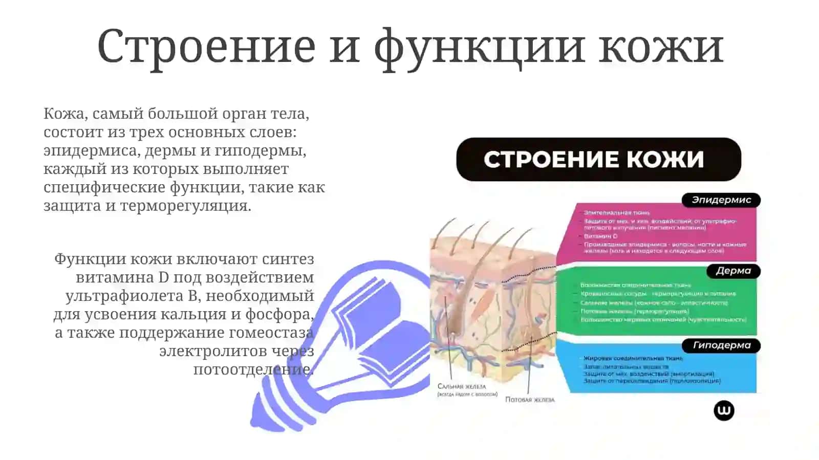 Строение и состав кожи 3