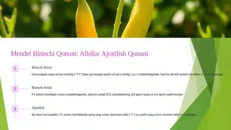 Mendel Genetikasi 3
