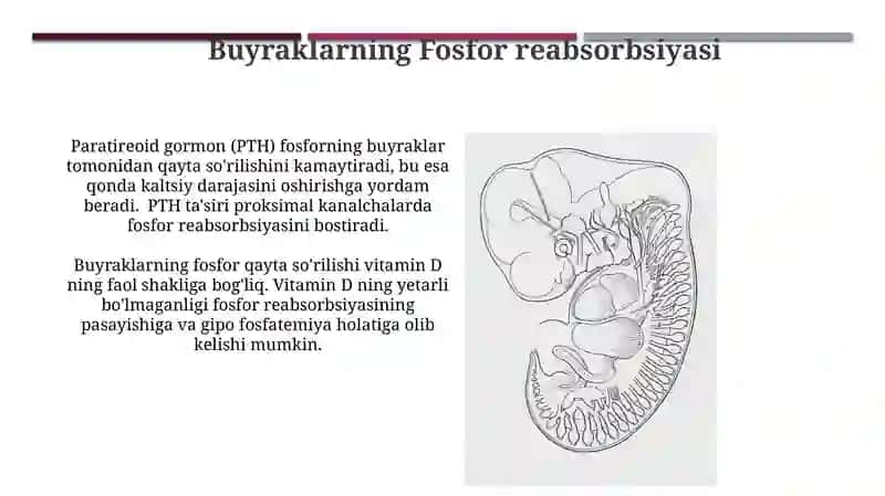 Buyrak Enerji Ta'minoti 3