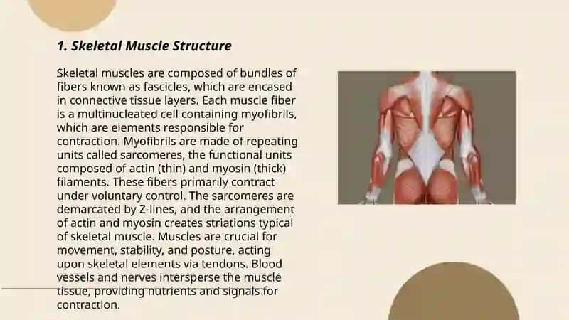 Muscular system of human body 3