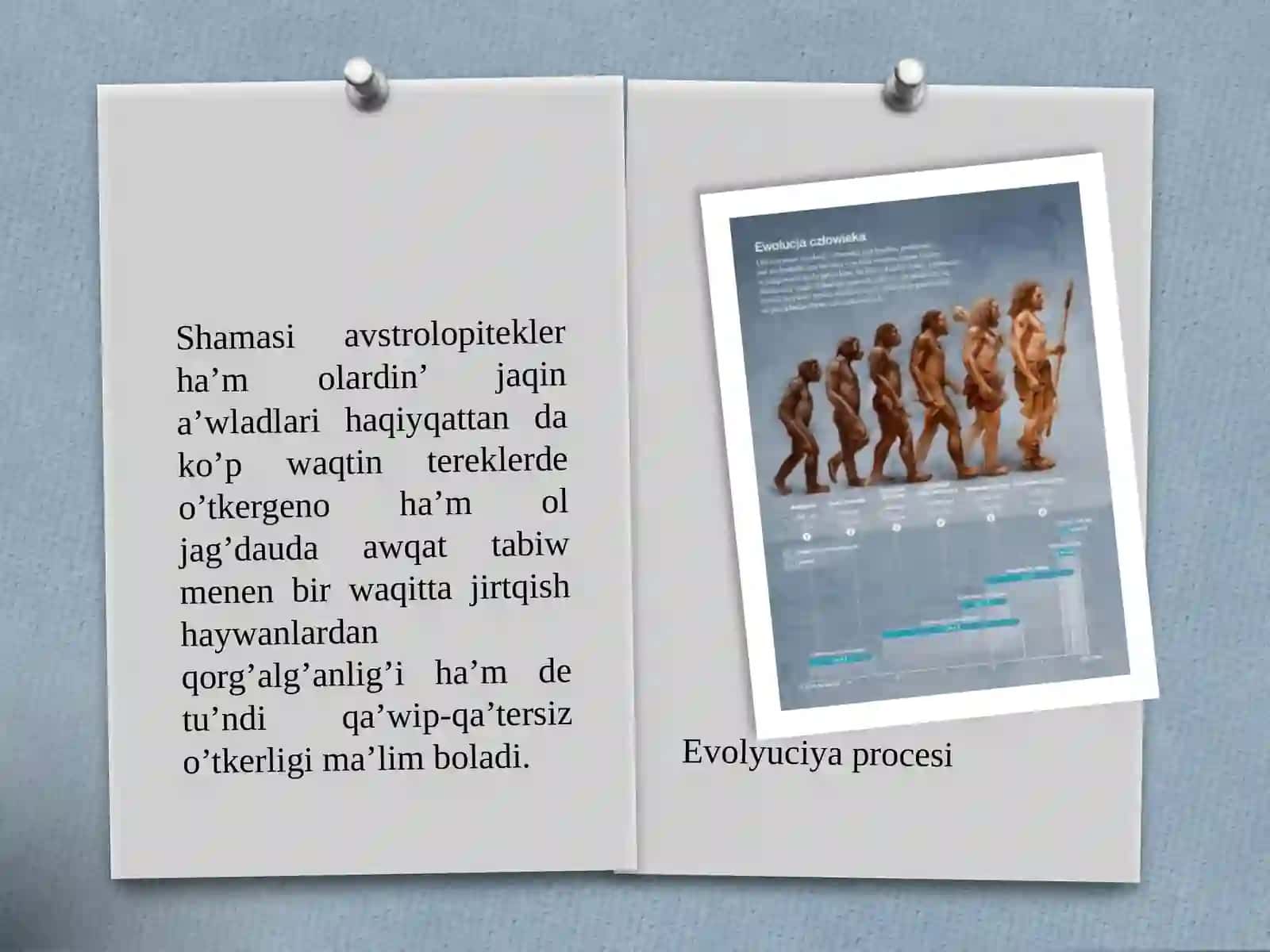 Insan evolyutsiyasi 3