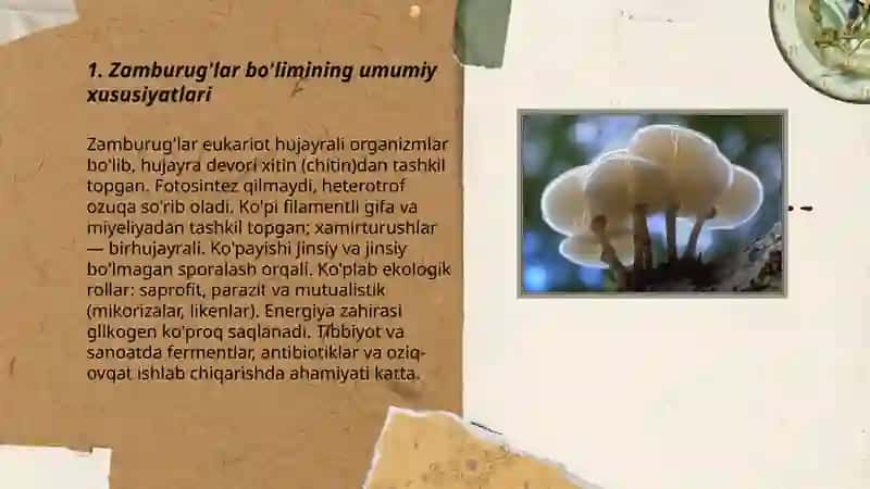 Zamburug'lar bo'limi 3